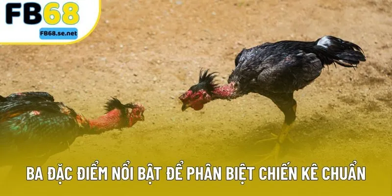 Ba đặc điểm nổi bật để phân biệt chiến kê chuẩn Ba đặc điểm nổi bật để phân biệt chiến kê chuẩn