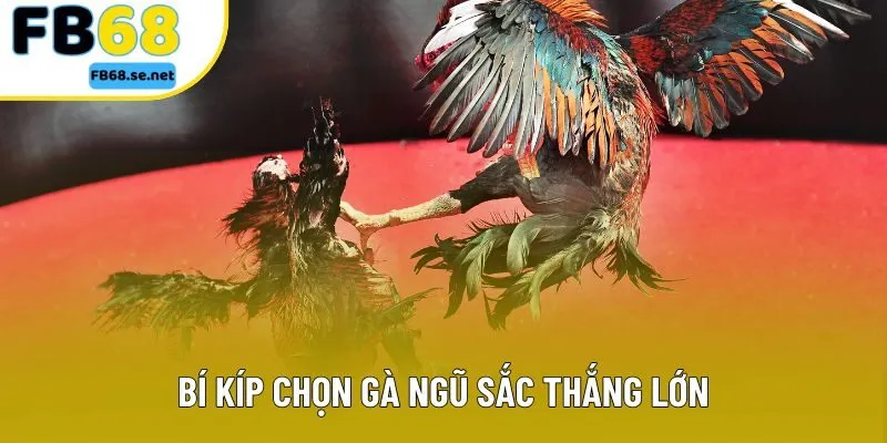 Bí kíp chọn gà ngũ sắc thắng lớn Bí kíp chọn gà ngũ sắc thắng lớn