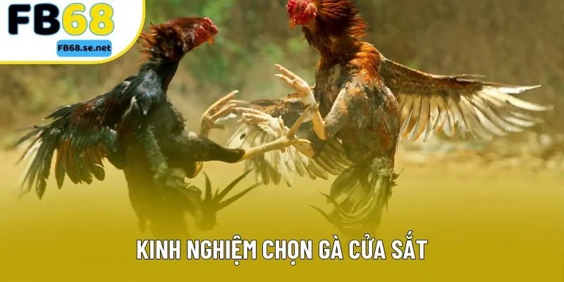 Kinh Nghiệm Chọn Gà Cựa Sắt - Cách Nhận Biết Chiến Kê Đỉnh Cao